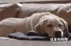 怎样纠正拉布拉多犬抱人腿？