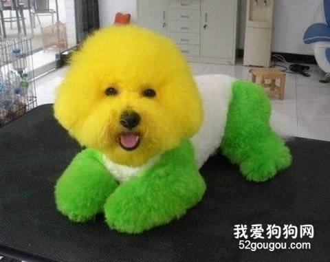 比熊犬美容的规范法