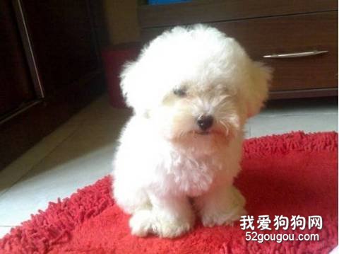 如何给比熊犬梳毛？