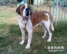 第一次怎样养圣伯纳犬？