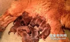 藏獒分娩时应该注意什么？