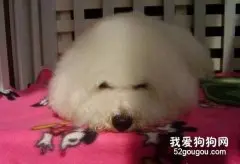 比熊犬细小病毒的症状与治疗方法