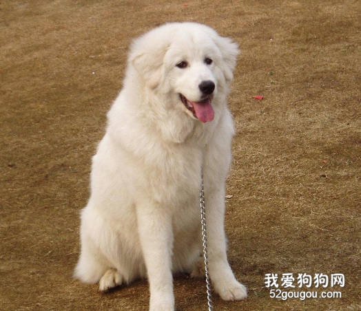 大白熊犬繁殖准备