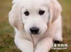 金毛犬冬季饲养几个要点