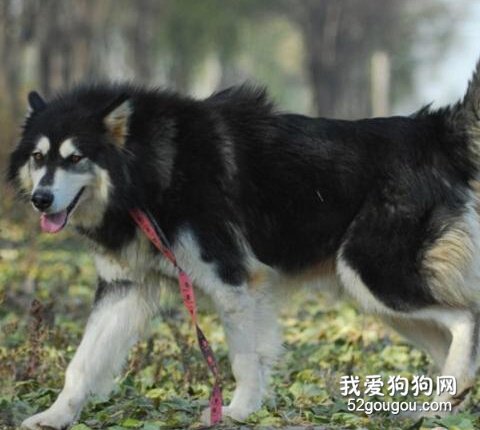 练习阿拉斯加的办法介绍