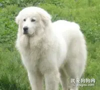 如何给大白熊犬做美容？