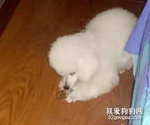 贵宾犬的吃饭习惯怎么训练？