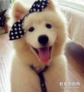 萨摩耶犬美容的技巧全面剖析