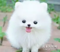 怎么护理博美犬的毛发？