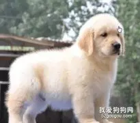 金毛犬怎么美容才更好看？