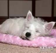 狗狗睡眠模式大揭秘