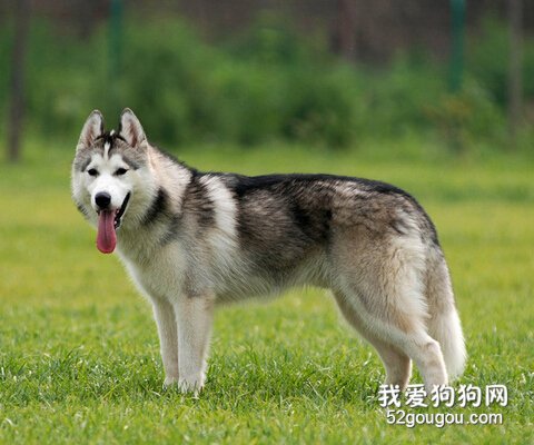 哈士奇特征
