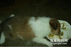 暴饮暴食对狗狗的危害