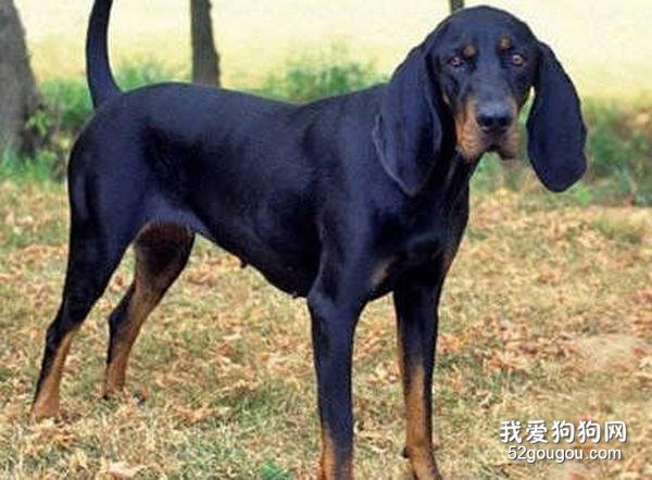 黑褐猎浣熊犬