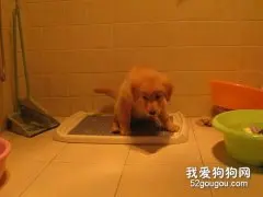 怎么训练幼犬定点排便？