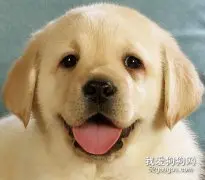 狗狗的眼睛护理
