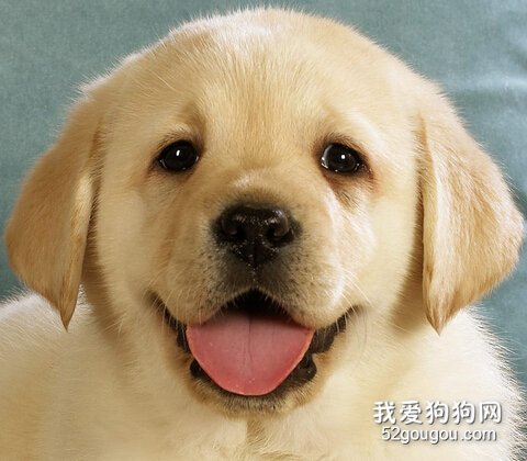 狗狗眼睛护理