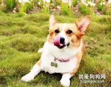 柯基犬生产时应该做什么准备？