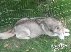 怀孕的哈士奇怎么护理？