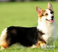 柯基犬的特点