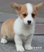 柯基犬得了皮肤病怎么办？