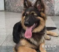 喂养德牧的营养常识