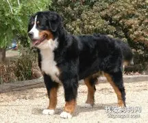 怎么选购伯恩山犬？