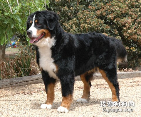 伯恩山犬