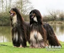 喂养阿富汗猎犬应该注意什么？