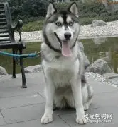哈士奇的美容护理