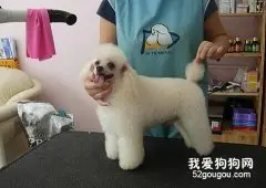 狗狗美容知识宝典