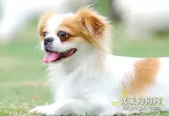 狗狗耳道的清理
