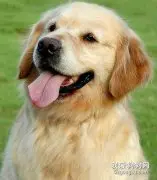 金毛犬美容注意事项