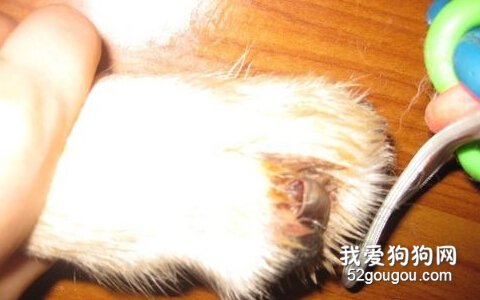 狗狗讨厌剪指甲如何解决？