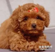喂养泰迪幼犬的饮食禁忌