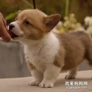 接小狗到家我们应该怎么做？