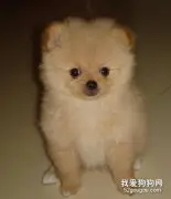 如何让幼犬在夜里不乱叫？