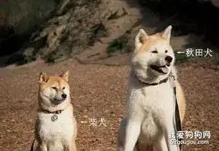 秋田犬和柴犬有哪些区别