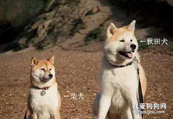秋田犬和柴犬有什么不同