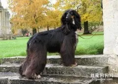 阿富汗猎犬日常养护的注意事项