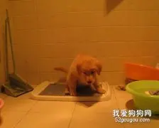 怎么训练幼犬排便的习惯？