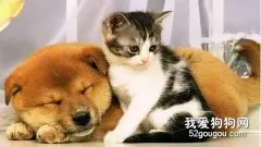 狗狗和猫咪如何相处?