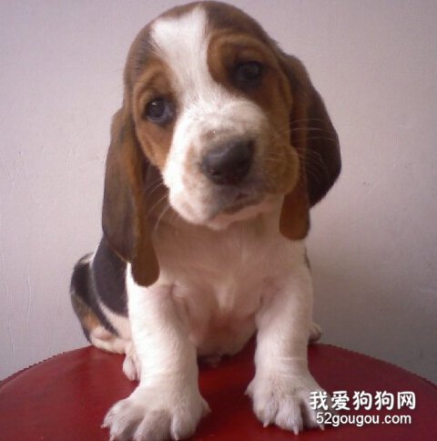 巴吉度犬