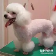 怎么给狗狗的头部美容？