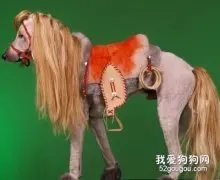赛级犬的造型
