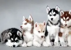 哈士奇的美容养护护理