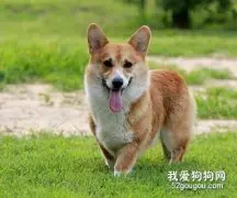 卡迪根威尔士柯基犬介绍