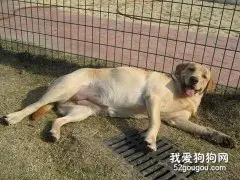 母犬怀孕的判断方法