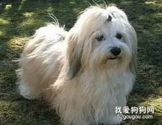 哈威那犬介绍