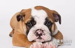 狗狗呕吐了怎么办？